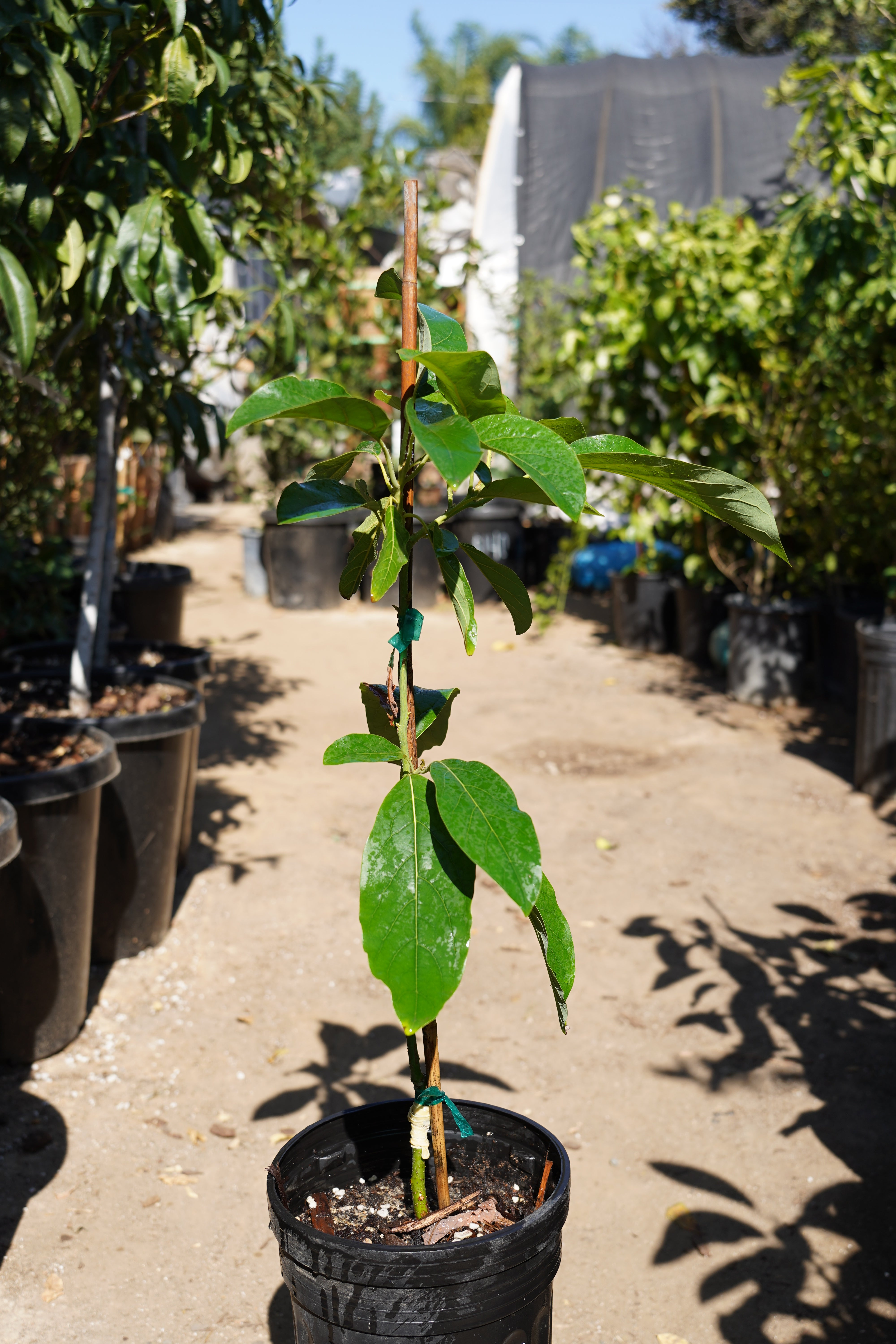 Pinkerton Avocado Tree – Utopia Trees