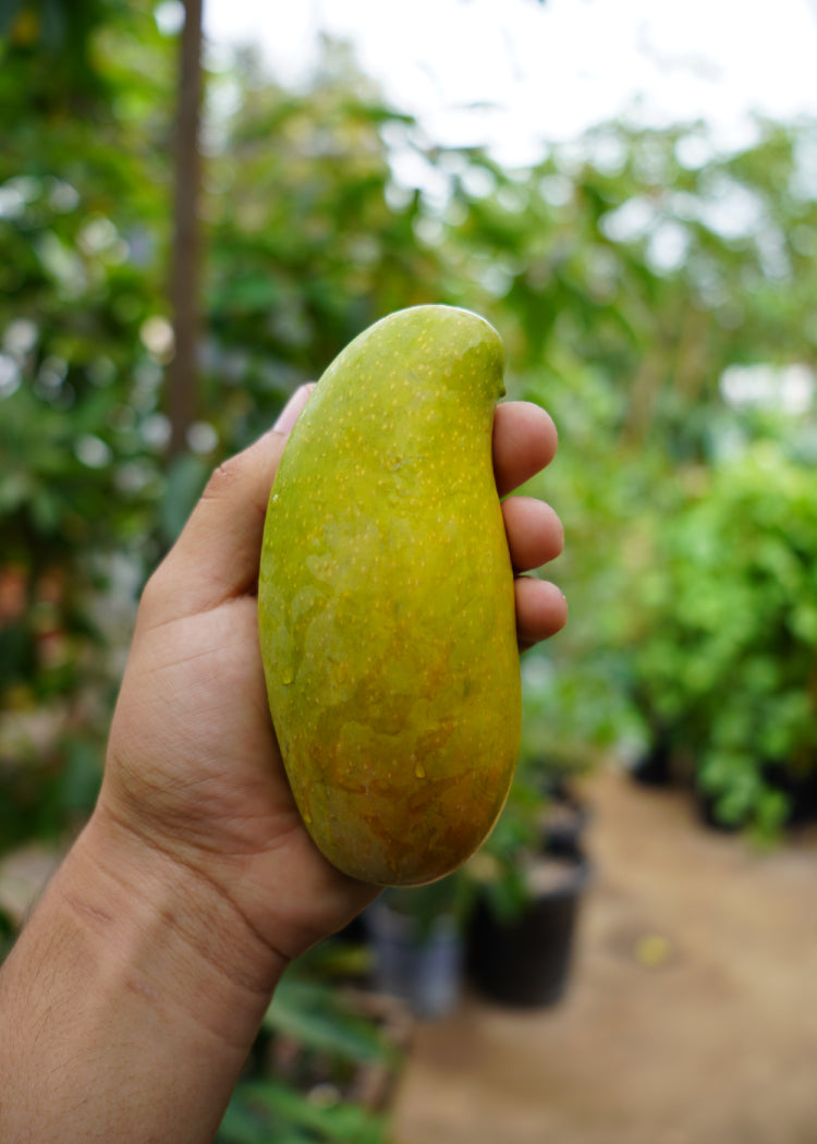 Mallika Mango Tree Utopia Trees