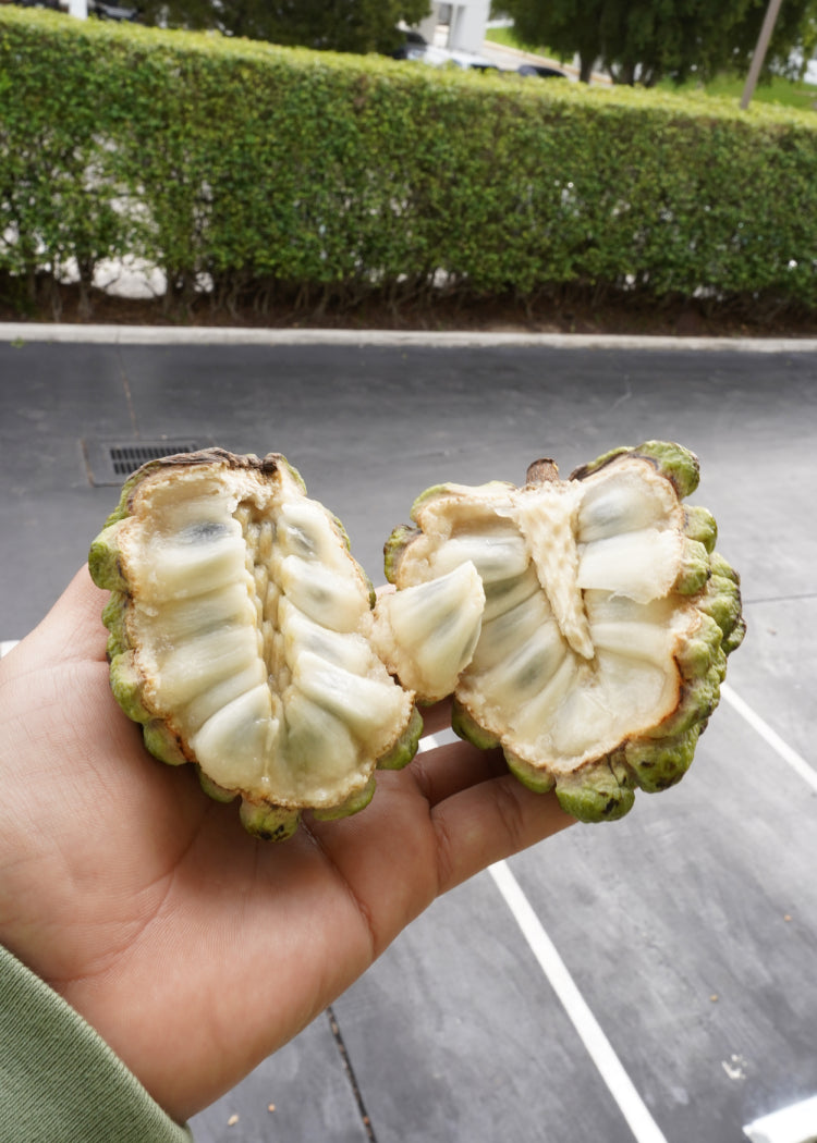 Sugar Apple Tree &ndash; Utopia Trees