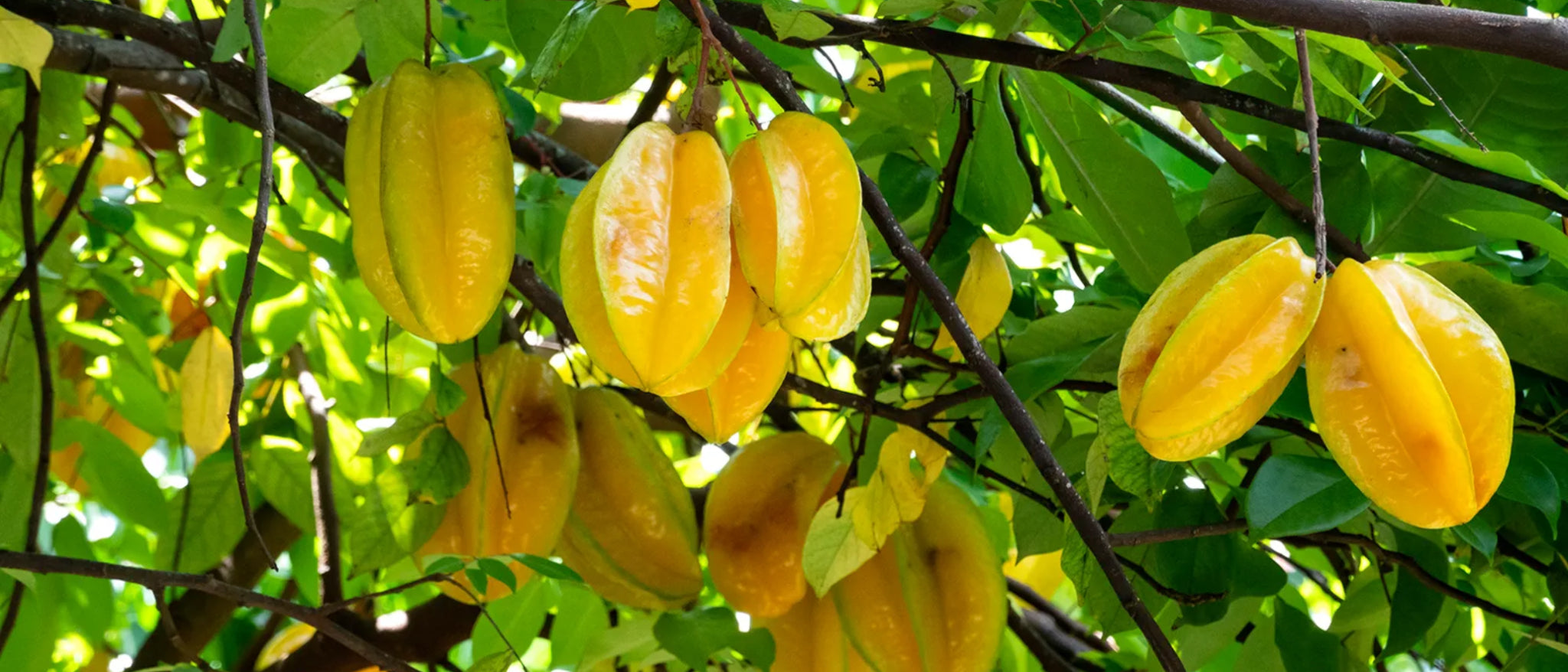 Starfruit/Carambola