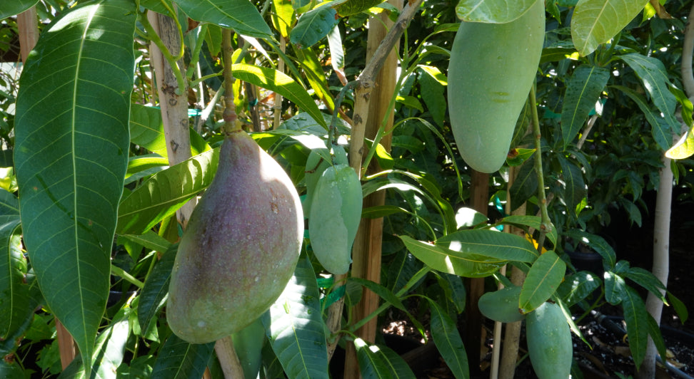 Mango Trees