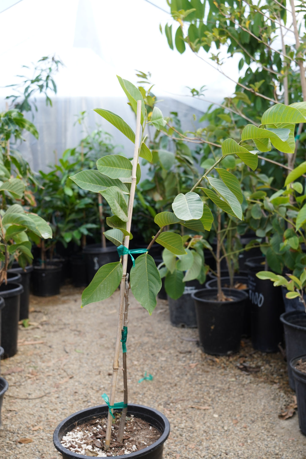 Fino De Jete Cherimoya Tree – Utopia Trees