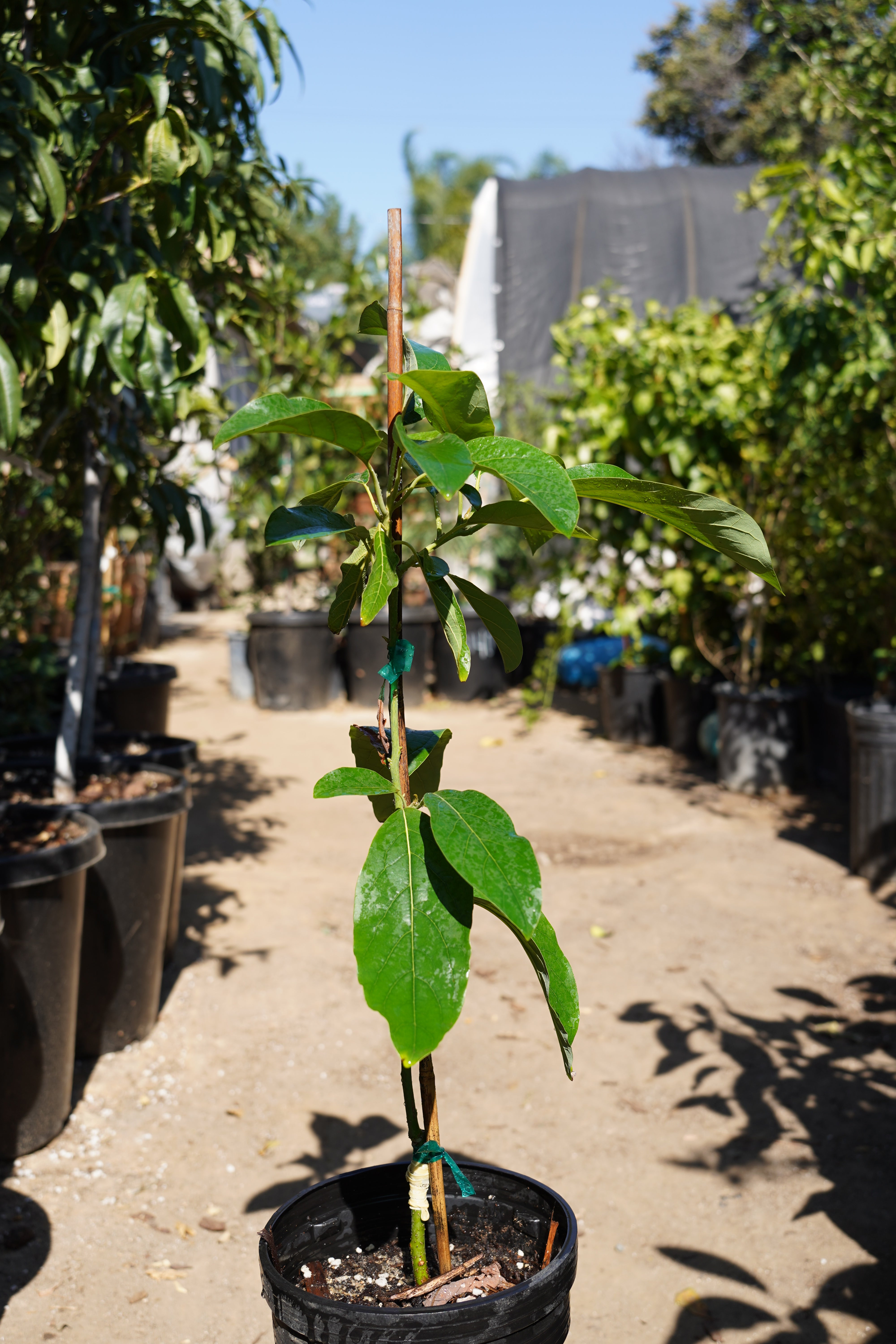 Lamb Hass Avocado Tree – Utopia Trees