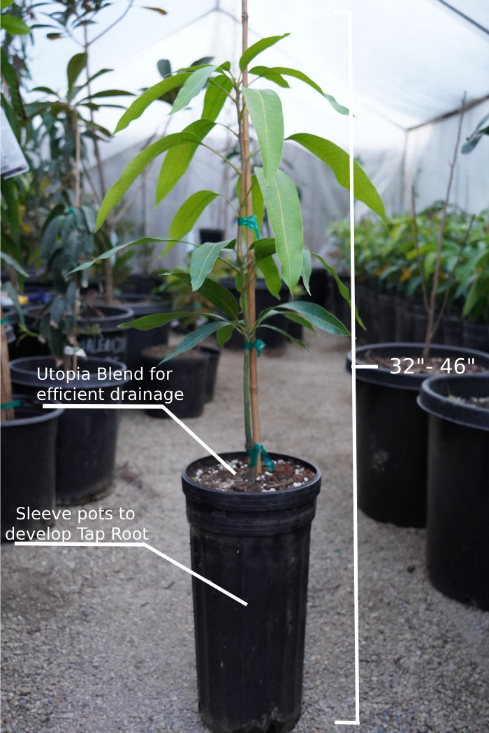 Baileys Marvel Mango Tree – Utopia Trees