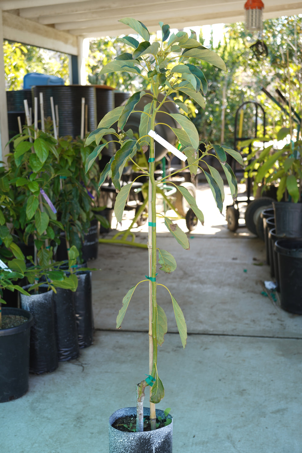 Gem Avocado Tree Utopia Trees