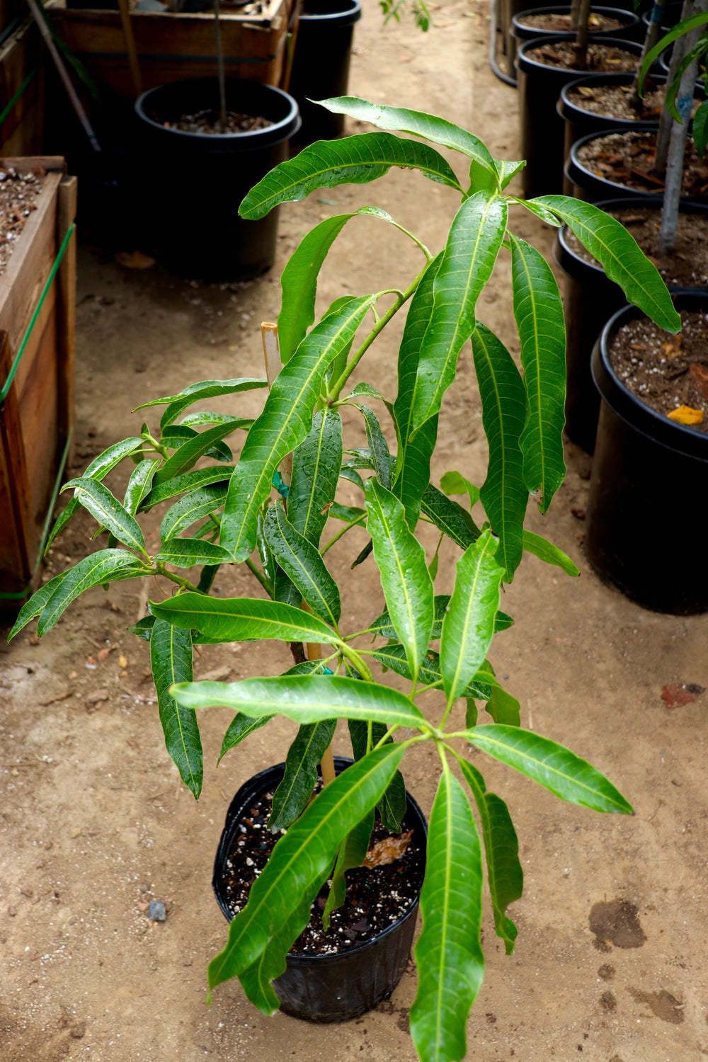 Mallika Mango Tree – Utopia Trees