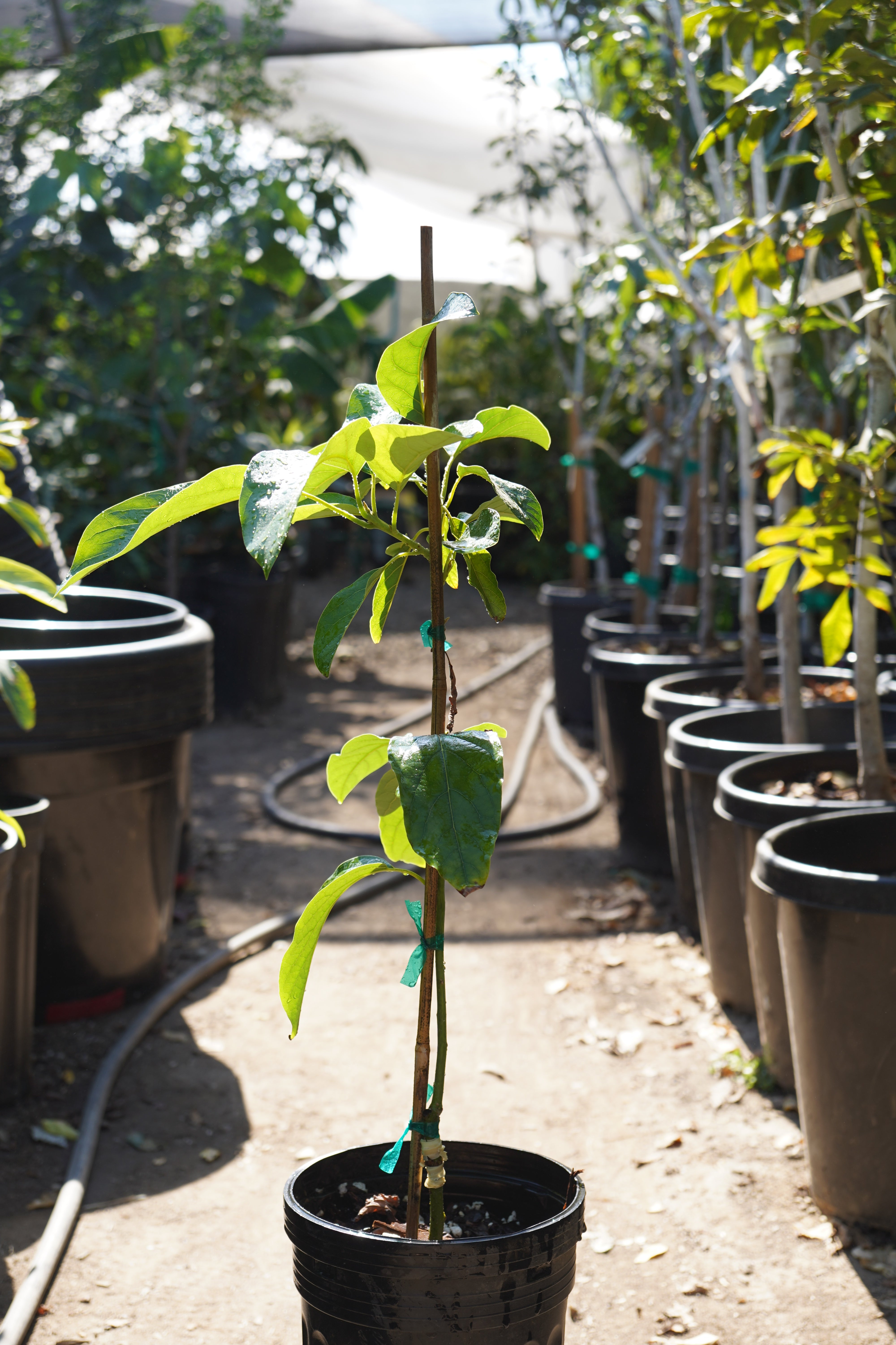 Gem Avocado Tree – Utopia Trees