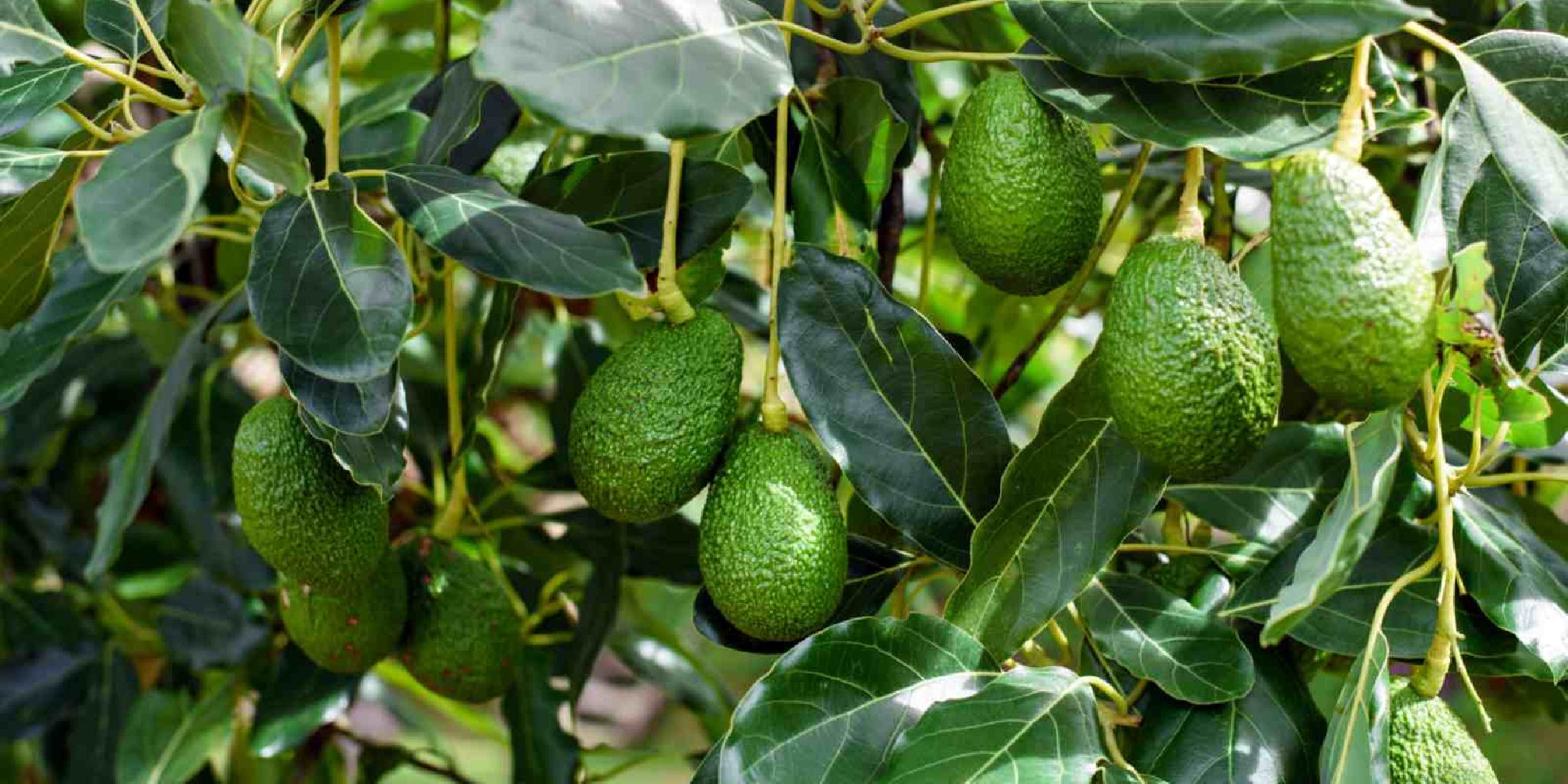 Milk‐tree♡ 61gcKv-FKBL._UF894,1000_QL80_.jpg