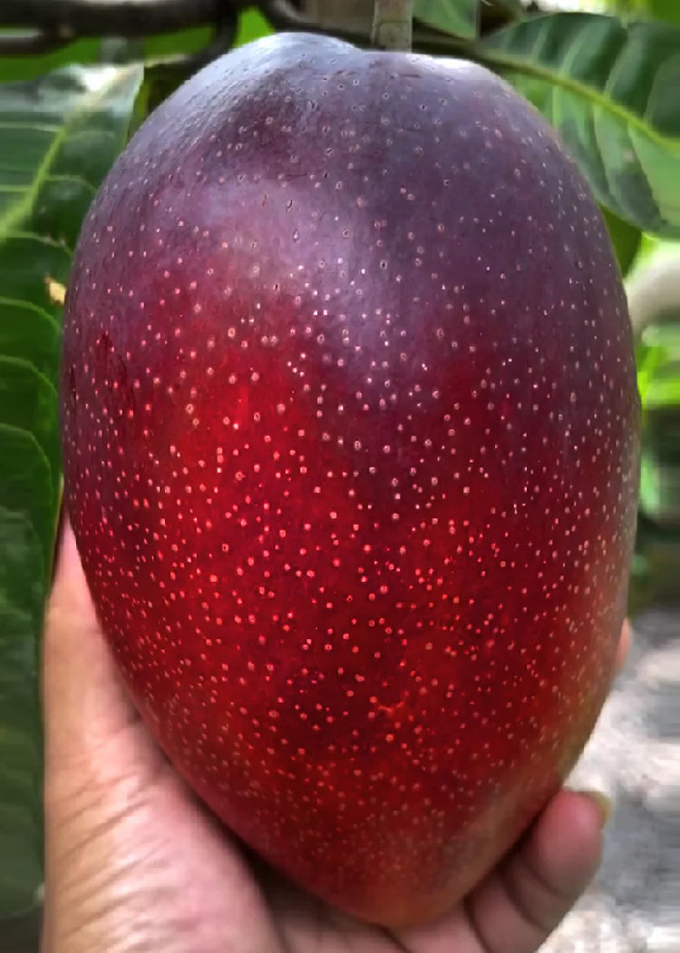 Miyazaki Mango Tree – Utopia Trees