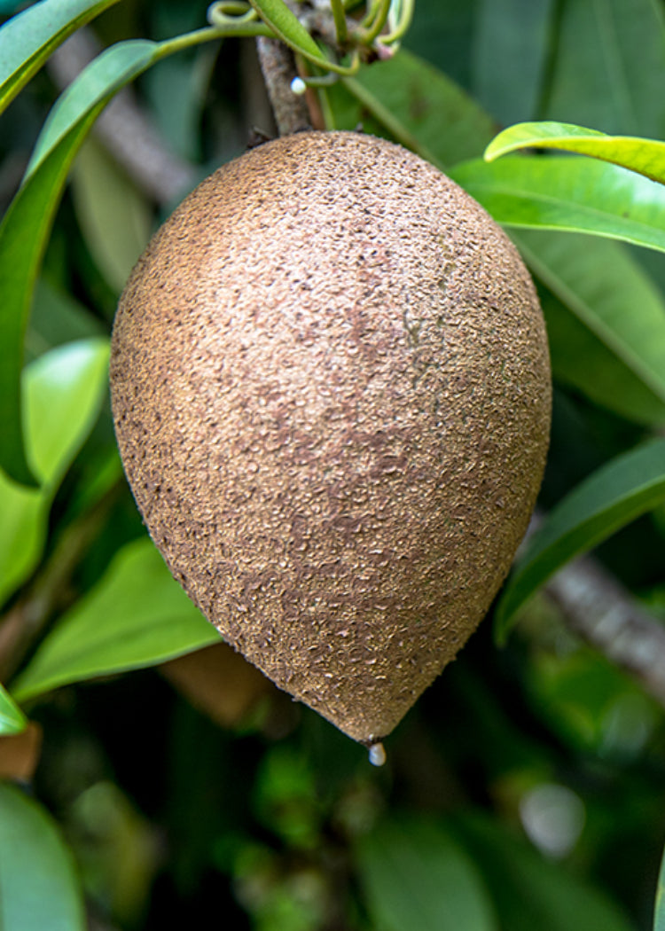 Silaswood sapodilla Airlayer tree- shipping offers with pot ( ship to California)