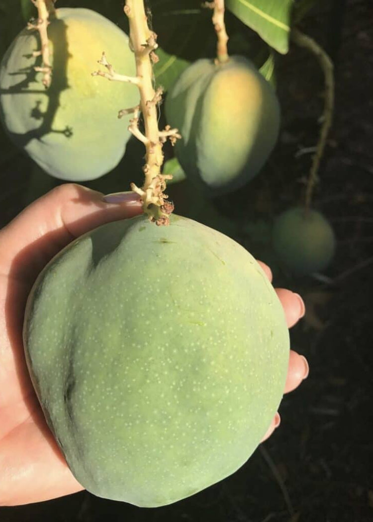 Peach Cobbler Mango Tree – Utopia Trees