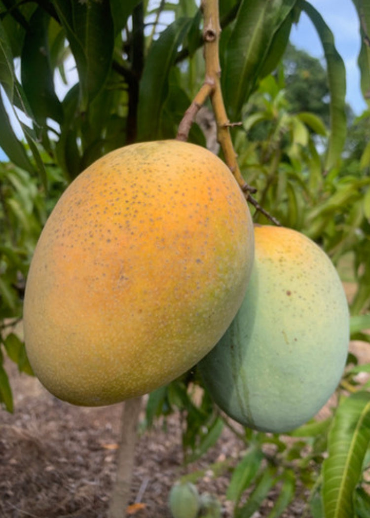 SugarLoaf Mango Tree Utopia Trees