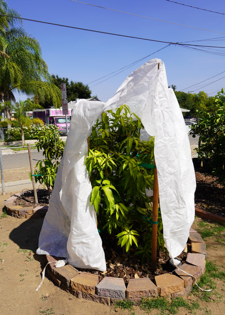 Anti-Frost Blanket – Utopia Trees