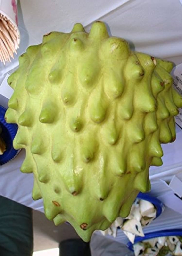 El Bumpo Cherimoya Tree – Utopia Trees