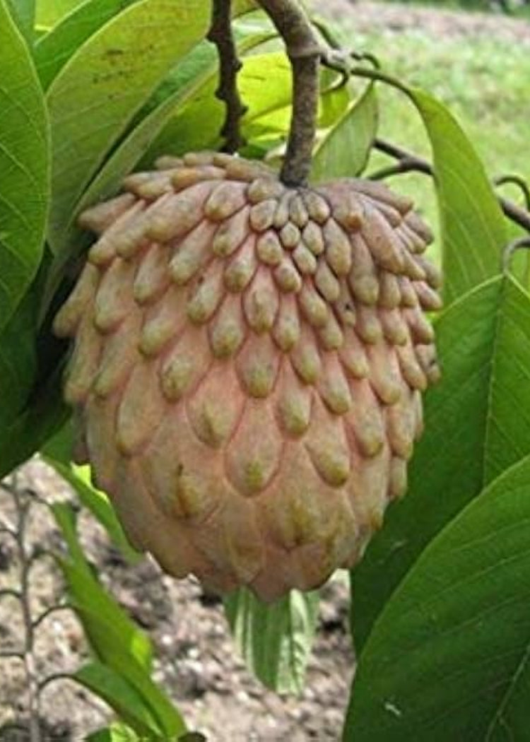 Red Lisa Atemoya Tree – Utopia Trees