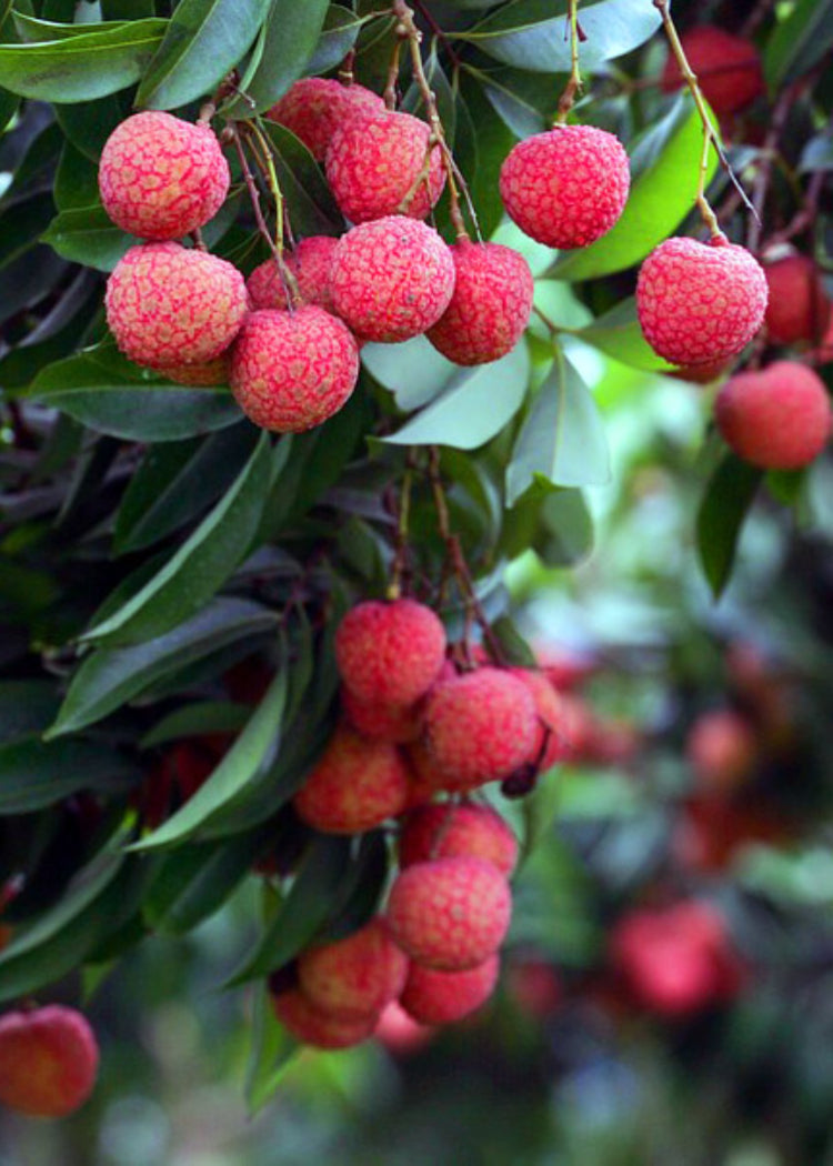 Lychee Mauritius top Potted Plant