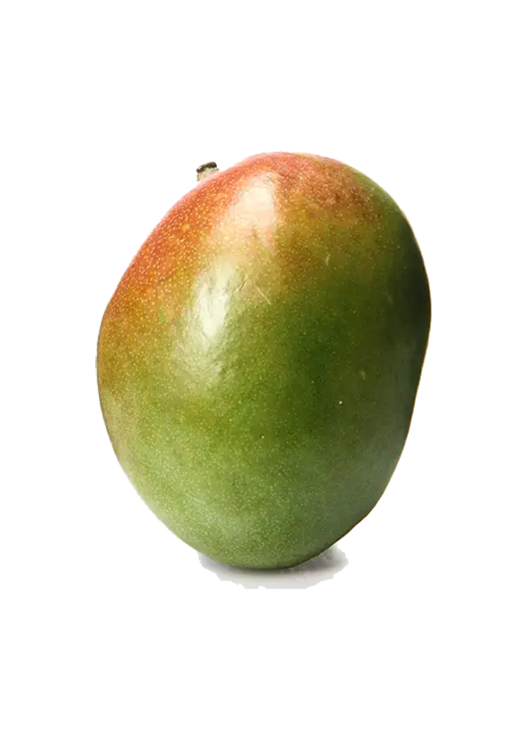 Keitt Mango Tree – Utopia Trees