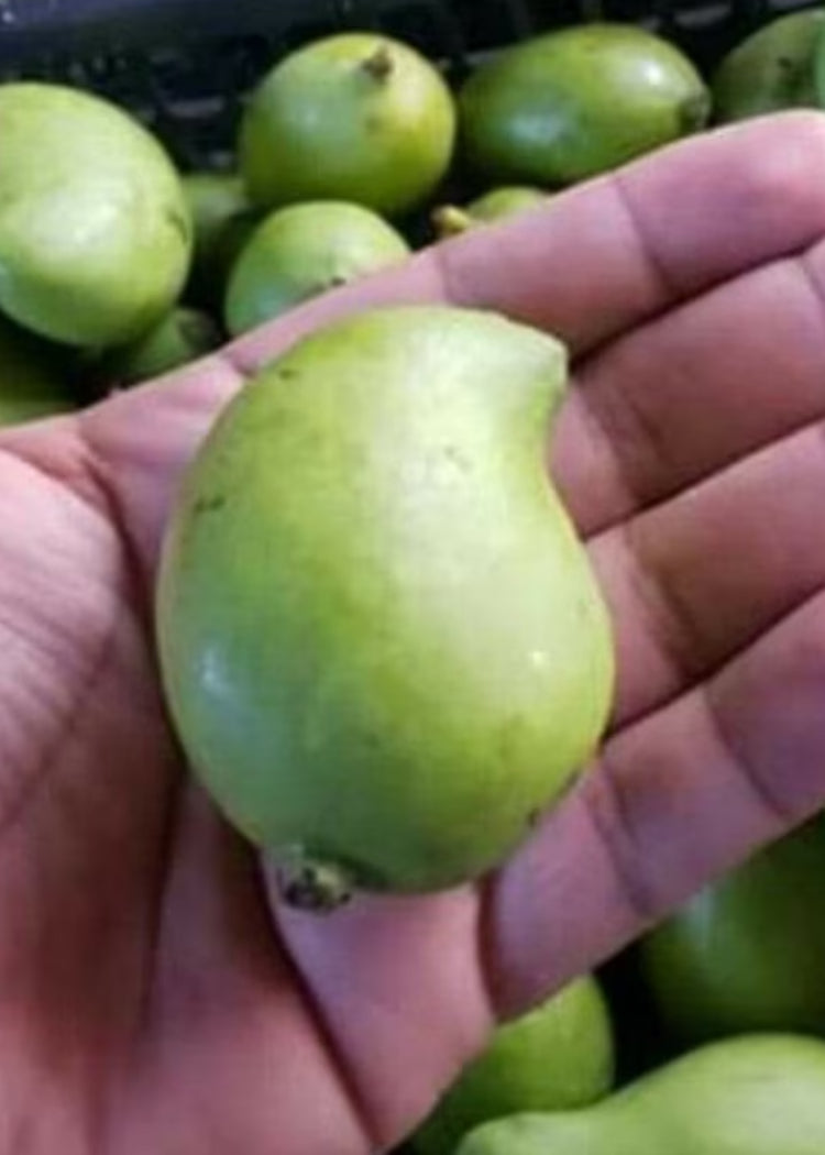 Criollo/Corriente Mango Tree