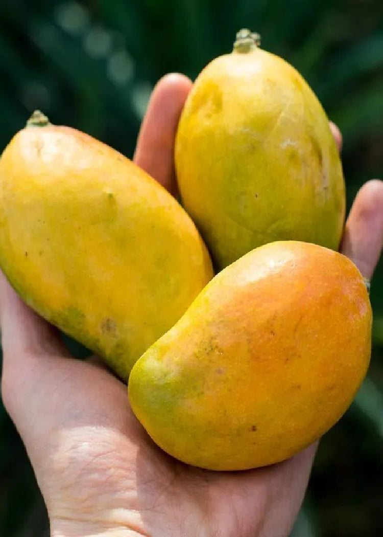 Criollo/Corriente Mango Tree